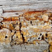Old wood showing termite damage