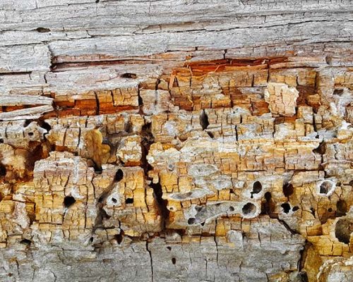 The Danger of Termites on your Home