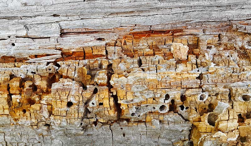 Old wood showing termite damage